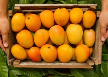 Ten Best  summer fruits and vegetables that will assist you loss weights