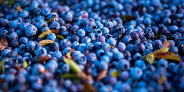 You Should Includes This Seven Blue Color Foods In Your Weight Loss Diet