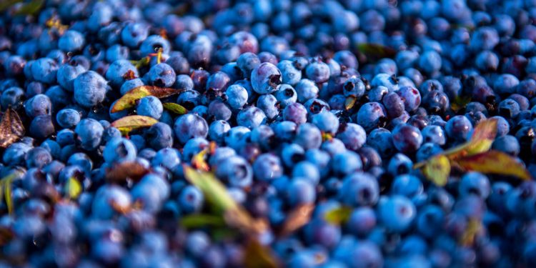 You Should Includes This Seven Blue Color Foods In Your Weight Loss Diet